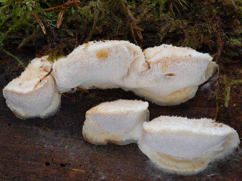 Oligoporus fragilis